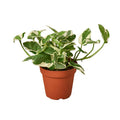 Pothos N'joy - 6 Inch Pot - NURSERY POT ONLY