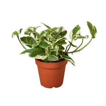 Pothos N'joy - 6 Inch Pot - NURSERY POT ONLY