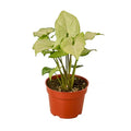 Syngonium White Butterfly - 4 Inch Pot - NURSERY POT ONLY