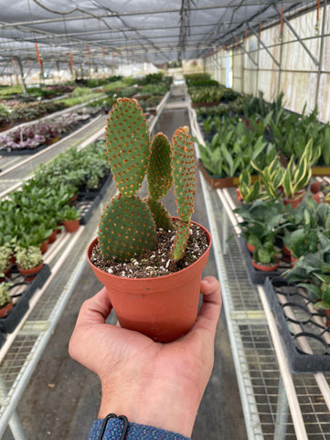 Opuntia Microdasys (Bunny Ear Cactus)