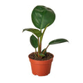 Philodendron Congo Rojo - 4 Inch Pot - NURSERY POT ONLY