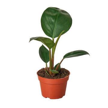 Philodendron Congo Rojo - 4 Inch Pot - NURSERY POT ONLY