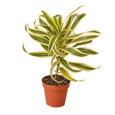 Dracaena Song of India - 4 Inch Pot - NURSERY POT ONLY