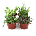 Trailing Succulents