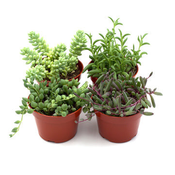 Trailing Succulents