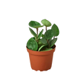 Hoya Carnosa Chelsea - 4 Inch Pot - NURSERY POT ONLY