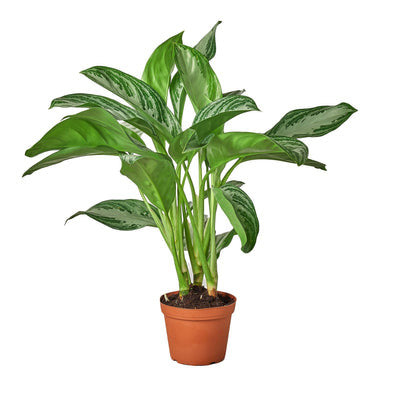 Chinese Evergreen Silver Bay - 6 Inch Pot - NURSERY POT ONLY