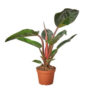 Philodendron Congo Rojo - 6 Inch Pot - NURSERY POT ONLY