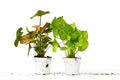 2 Syngonium Variety (Arrowhead Plant) / 4 Inch Pot / Live Plant