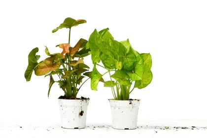 2 Syngonium Variety (Arrowhead Plant) / 4 Inch Pot / Live Plant