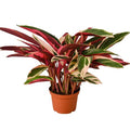 Stromanthe Triostar - 6 Inch Pot - NURSERY POT ONLY