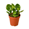 Peperomia Thailand - 4 Inch Pot - NURSERY POT ONLY