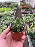 Delosperma echinatum Pickle Plant