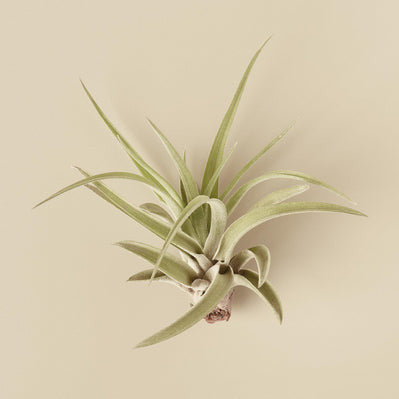 Tillandsia Air Plant Veluntina