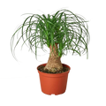 Palm Ponytail - 6 Inch Pot - NURSERY POT ONLY