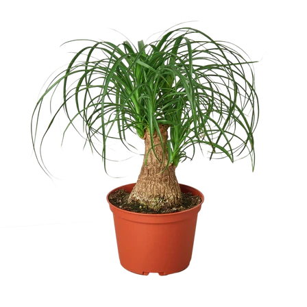 Palm Ponytail - 6 Inch Pot - NURSERY POT ONLY
