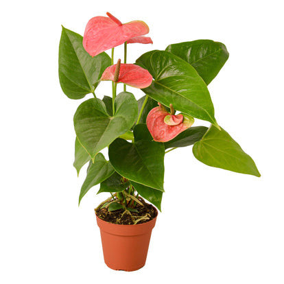 Anthurium Pink - 4 Inch Pot - NURSERY POT ONLY