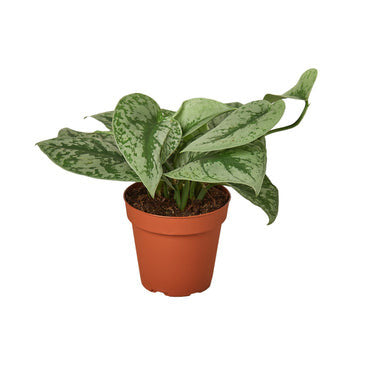 Scindapsus pictus Exotica - 4 Inch Pot - NURSERY POT ONLY