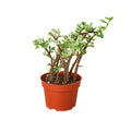 Succulent Rainbow Elephant Bush