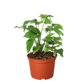 Philodendron Mini Monstera Minima - 6 Inch Pot - NURSERY POT ONLY