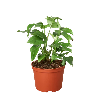 Philodendron Mini Monstera Minima - 6 Inch Pot - NURSERY POT ONLY