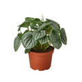 Peperomia Frost