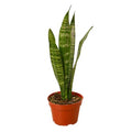 Snake Plant Zeylanica - 4 Inch Pot - NURSERY POT ONLY