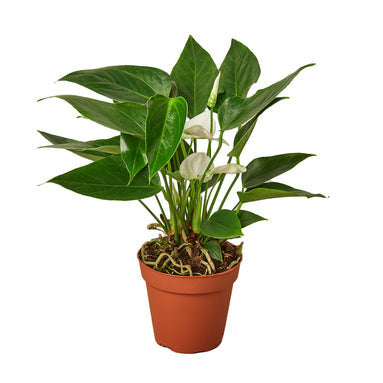 Anthurium White - 4 Inch Pot - NURSERY POT ONLY