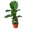 Ficus Lyrata Fiddle Leaf Fig - 6 Inch Pot - NURSERY POT ONLY