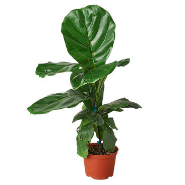 Ficus Lyrata Fiddle Leaf Fig - 6 Inch Pot - NURSERY POT ONLY