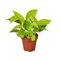 Pothos Neon - 4 Inch Pot - NURSERY POT ONLY