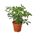 Schefflera Arboricola Umbrella - 4 Inch Pot - NURSERY POT ONLY