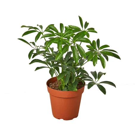 Schefflera Arboricola Umbrella - 4 Inch Pot - NURSERY POT ONLY