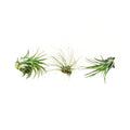 Air Plant 3 Pack - Three Air Plant Varieties - 2 Inch - 3 Inch Large