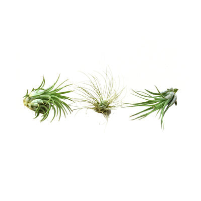 Air Plant 3 Pack - Three Air Plant Varieties - 2 Inch - 3 Inch Large