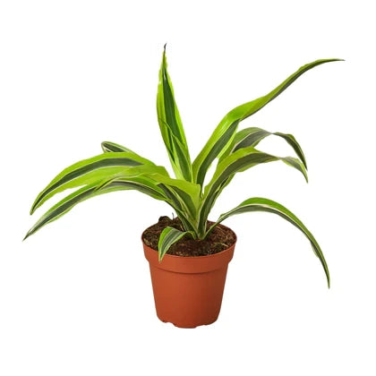 Dracaena Deremensis Lemon Surprise - 4 Inch Pot - NURSERY POT ONLY
