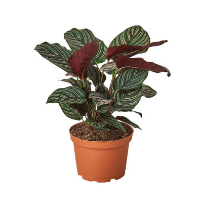 Calathea Ornata - 6 Inch Pot - NURSERY POT ONLY