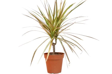 Dracaena Red Margined - 4 Inch Pot