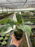 Philodendron White Princess