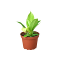 Philodendron Moonlight - 6 Inch Pot - NURSERY POT ONLY