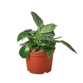Philodendron Birkin - 6 Inch Pot - NURSERY POT ONLY