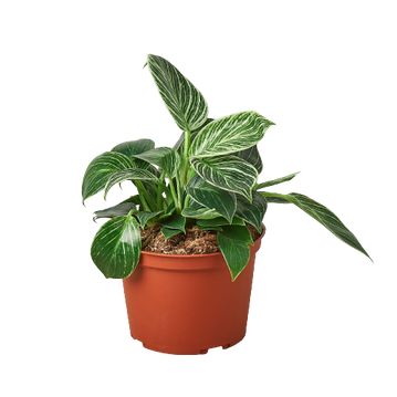 Philodendron Birkin - 6 Inch Pot - NURSERY POT ONLY