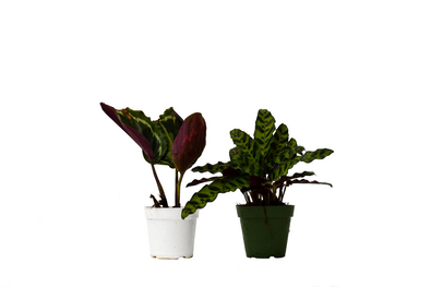 2 Calathea Plants Variety Pack in 4 Inch Pots