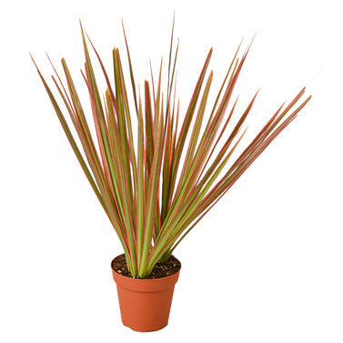 Dracaena Colorama - 4 Inch Pot - NURSERY POT ONLY