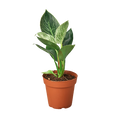 Philodendron Birkin