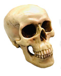 5" Grinning Skull