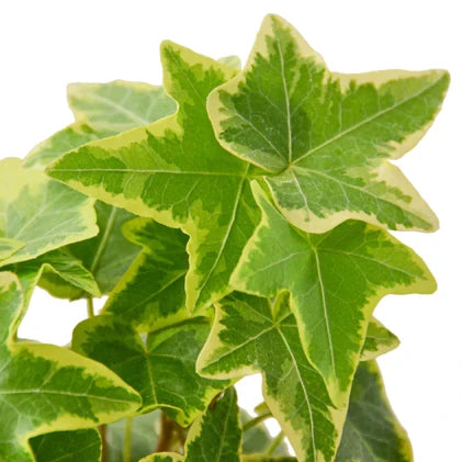 English Ivy Gold Child - 6 Inch Pot - NURSERY POT ONLY