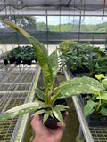 Philodendron Variegated Ring of Fire