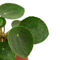 Pilea Peperomioides Chinese Money - 6 Inch Pot - NURSERY POT ONLY