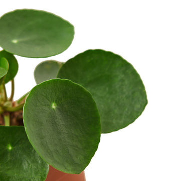 Pilea Peperomioides Chinese Money - 6 Inch Pot - NURSERY POT ONLY
